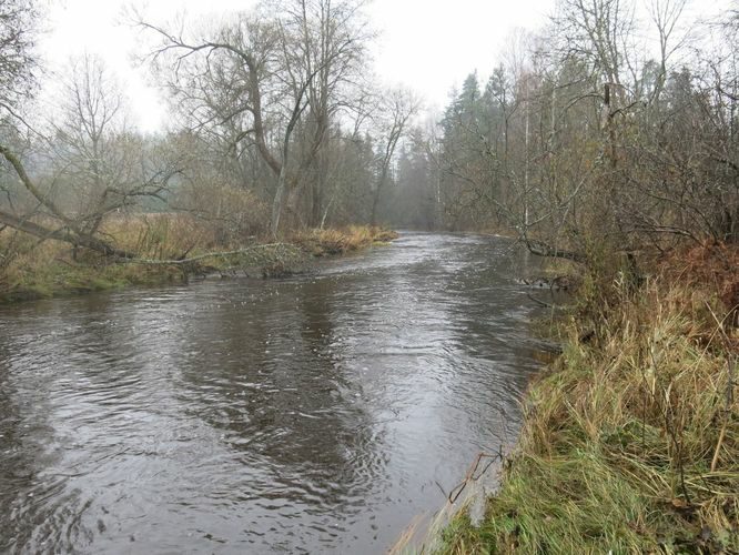 Maakond: Võrumaa Veekogu nimi: Peetri jõgi Pildistamise aeg: 30. oktoober 2014 Pildistaja: H. Timm Pildistamise koht: Leppura Asimuut: