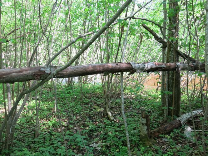 Maakond: Võrumaa Veekogu nimi: Peetri jõgi Pildistamise aeg: 20. mai 2014 Pildistaja: H. Timm Pildistamise koht: Kalkahju Asimuut: