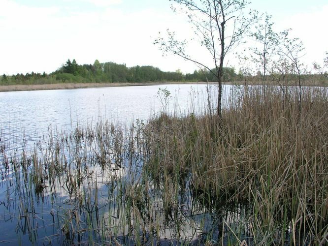 Maakond: Viljandimaa Veekogu nimi: Pirmastu Tillijärv Pildistamise aeg: 17. mai 2004 Pildistaja: H. Timm Pildistamise koht: teadmata Asimuut: