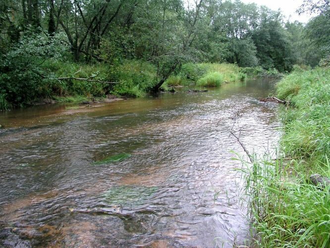 Maakond: Võrumaa Veekogu nimi: Piusa jõgi Pildistamise aeg: august 2004 Pildistaja: H. Timm Pildistamise koht: allpool Väiko-Härmat Asimuut: