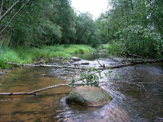 Maakond: Võrumaa Veekogu nimi: Piusa jõgi Pildistamise aeg: august 2004 Pildistaja: H. Timm Pildistamise koht: allpool Väiko-Härmat Asimuut: