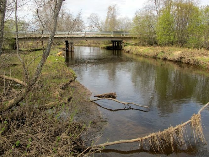 Maakond: Võrumaa Veekogu nimi: Piusa jõgi Pildistamise aeg: 3. mai 2011 Pildistaja: H. Timm Pildistamise koht: Piusa - Obinitsa Asimuut: