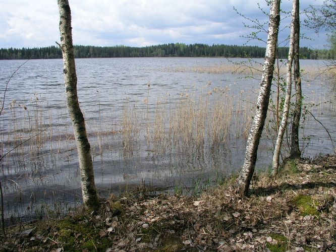 Maakond: Võrumaa Veekogu nimi: Pullijärv Pildistamise aeg: 5. mai 2008 Pildistaja: H. Timm Pildistamise koht: teadmata Asimuut: