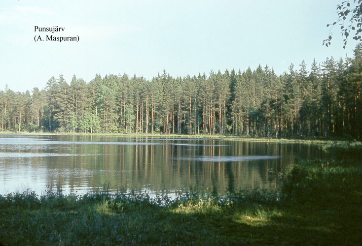 Maakond: Võrumaa Veekogu nimi: Punsujärv Pildistamise aeg: teadmata Pildistaja: A. Maspuran Pildistamise koht: teadmata Asimuut: