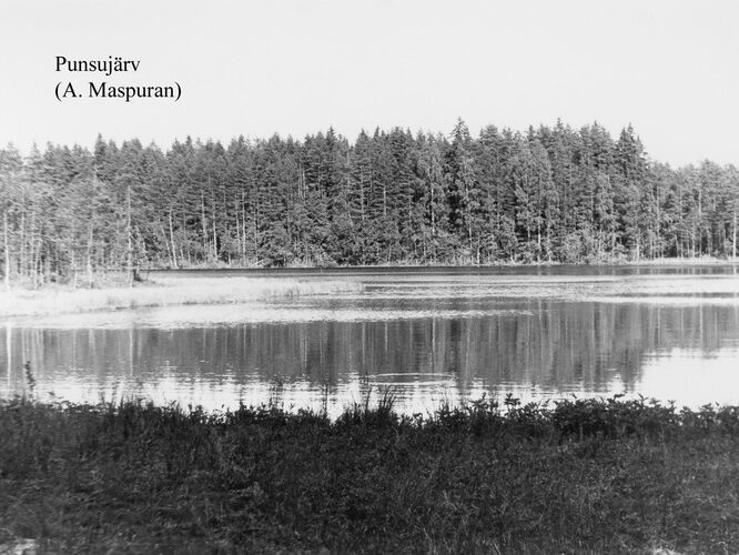 Maakond: Võrumaa Veekogu nimi: Punsujärv Pildistamise aeg: teadmata Pildistaja: A. Maspuran Pildistamise koht: teadmata Asimuut: