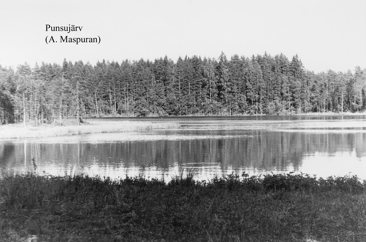 Maakond: Võrumaa Veekogu nimi: Punsujärv Pildistamise aeg: teadmata Pildistaja: A. Maspuran Pildistamise koht: teadmata Asimuut: