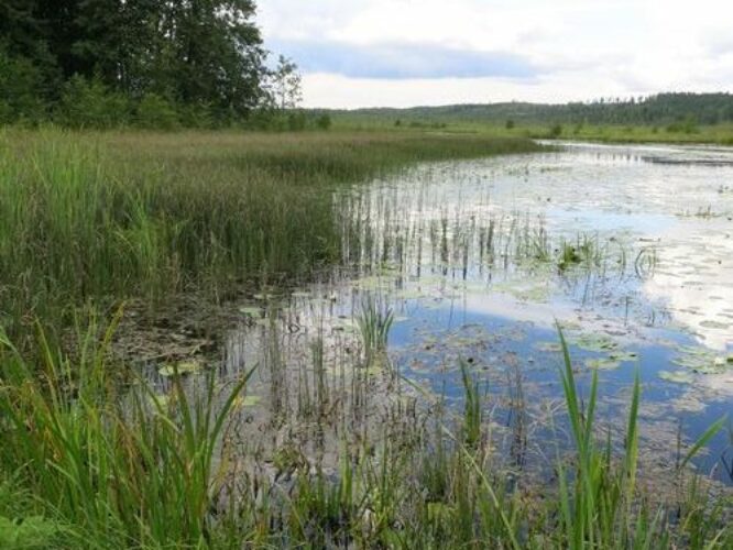 Maakond: Võrumaa Veekogu nimi: Raagsilla oja Pildistamise aeg: 15. august 2014 Pildistaja: H. Timm Pildistamise koht: Tabina paisjärv Asimuut: