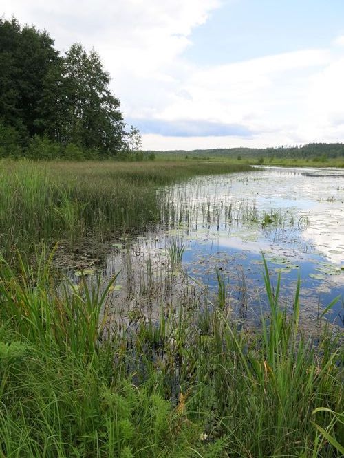 Maakond: Võrumaa Veekogu nimi: Raagsilla oja Pildistamise aeg: 15. august 2014 Pildistaja: H. Timm Pildistamise koht: Tabina paisjärv Asimuut: