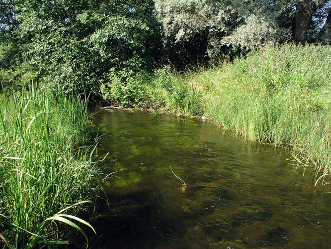 Maakond: Viljandimaa Veekogu nimi: Raudna jõgi Pildistamise aeg: 25. aprill 2009 Pildistaja: H. Timm Pildistamise koht: Orika Asimuut: