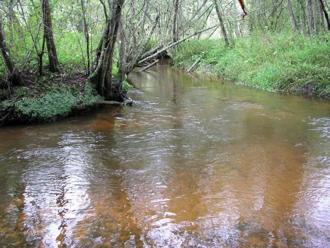 Maakond: Valgamaa Veekogu nimi: Rõngu jõgi Pildistamise aeg: 11. juuli 2004 Pildistaja: H. Timm Pildistamise koht: Kõrgemäe Asimuut: