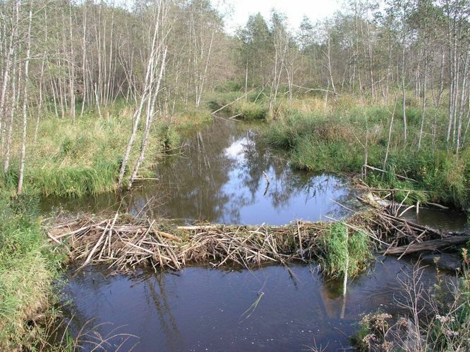 Maakond: Valgamaa Veekogu nimi: Rõngu jõgi Pildistamise aeg: september 2004 Pildistaja: H. Timm Pildistamise koht: teadmata Asimuut: