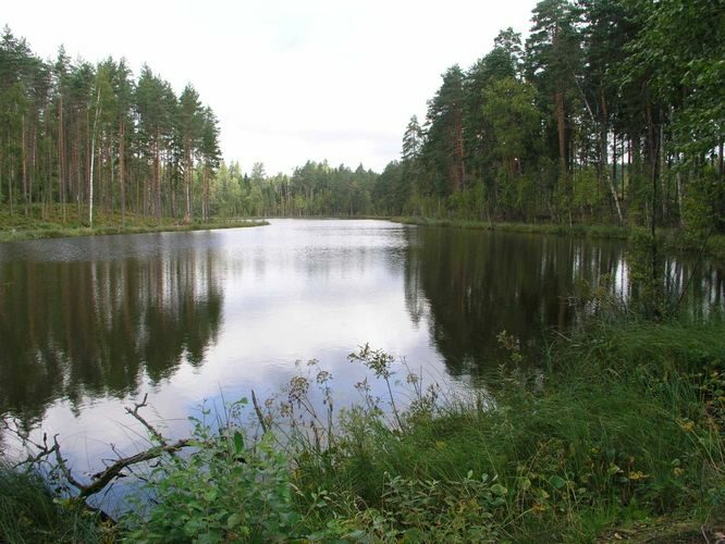 Maakond: Valgamaa Veekogu nimi: Rooni järv Pildistamise aeg: 29. august 2004 Pildistaja: H. Timm Pildistamise koht: teadmata Asimuut: