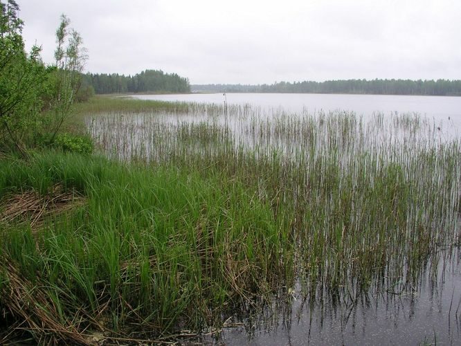 Maakond: Viljandimaa Veekogu nimi: Ruhijärv Pildistamise aeg: 12. mai 2008 Pildistaja: H. Timm Pildistamise koht: teadmata Asimuut: