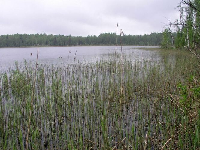 Maakond: Viljandimaa Veekogu nimi: Ruhijärv Pildistamise aeg: 12. mai 2008 Pildistaja: H. Timm Pildistamise koht: teadmata Asimuut: