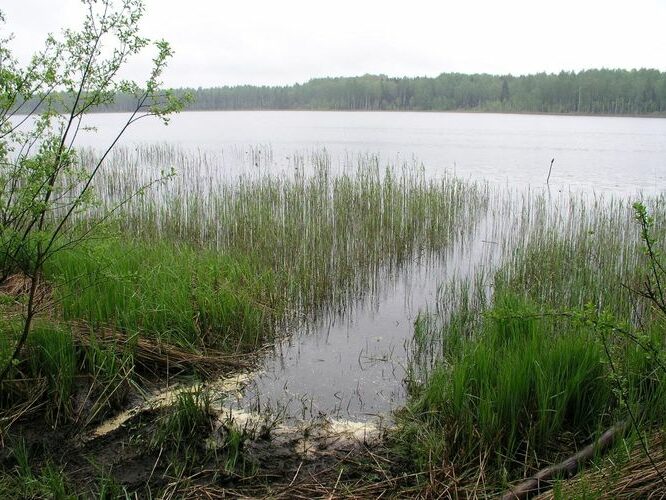 Maakond: Viljandimaa Veekogu nimi: Ruhijärv Pildistamise aeg: 12. mai 2008 Pildistaja: H. Timm Pildistamise koht: teadmata Asimuut: