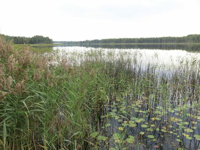 Maakond: Viljandimaa Veekogu nimi: Ruhijärv Pildistamise aeg: 31. august 2013 Pildistaja: H. Timm Pildistamise koht: teadmata Asimuut: