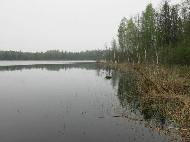 Maakond: Viljandimaa Veekogu nimi: Ruhijärv Pildistamise aeg: 13. mai 2013 Pildistaja: H. Timm Pildistamise koht: teadmata Asimuut: