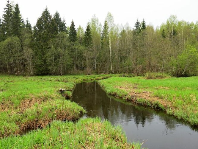 Maakond: Viljandimaa Veekogu nimi: Ruhja jõgi Pildistamise aeg: 13. mai 2013 Pildistaja: H. Timm Pildistamise koht: Läti piiril Asimuut: