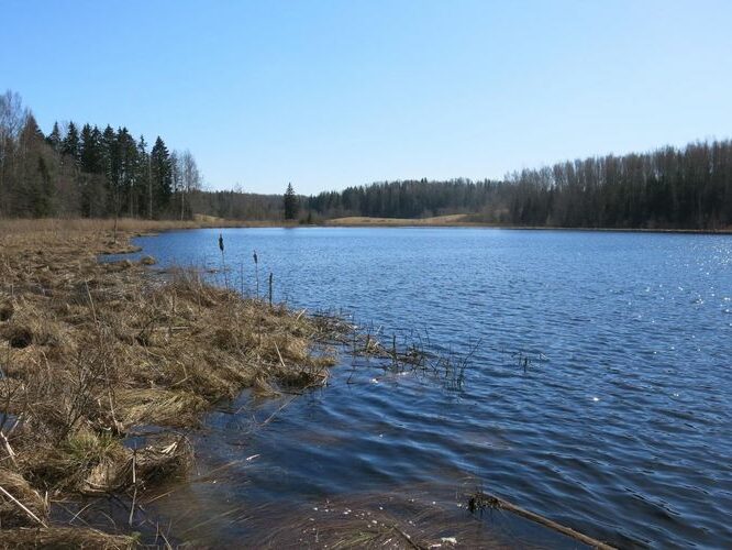 Maakond: Valgamaa Veekogu nimi: Saagjärv Pildistamise aeg: 2. mai 2013 Pildistaja: H. Timm Pildistamise koht: teadmata Asimuut: