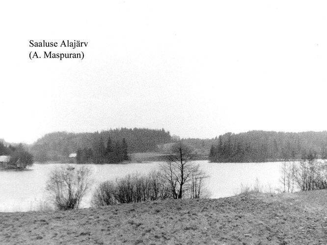 Maakond: Võrumaa Veekogu nimi: Saaluse Alajärv Pildistamise aeg: teadmata Pildistaja: A. Maspuran Pildistamise koht: teadmata Asimuut: