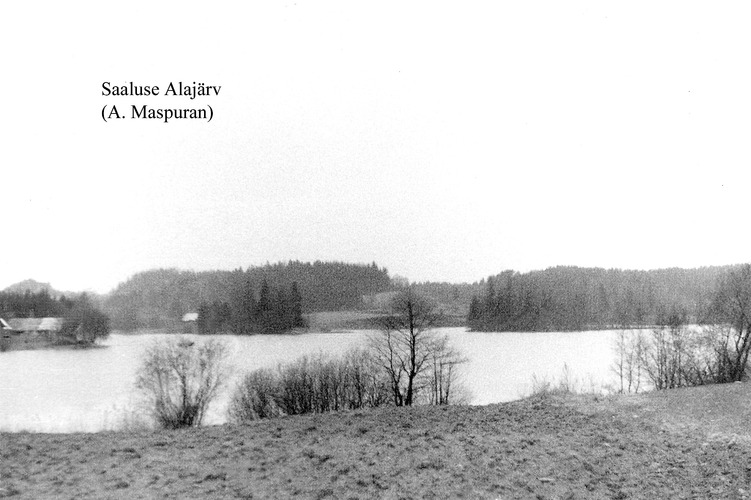 Maakond: Võrumaa Veekogu nimi: Saaluse Alajärv Pildistamise aeg: teadmata Pildistaja: A. Maspuran Pildistamise koht: teadmata Asimuut: