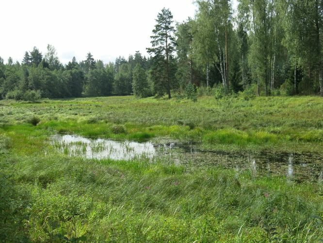 Maakond: Valgamaa Veekogu nimi: Saapasuut Pildistamise aeg: 15. august 2014 Pildistaja: H. Timm Pildistamise koht: teadmata Asimuut: