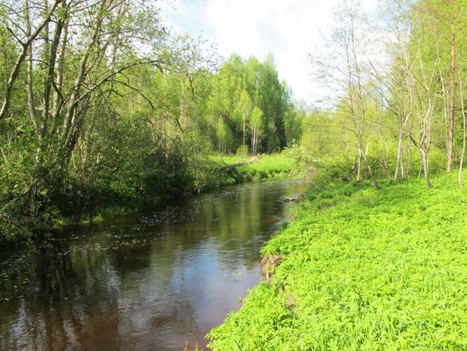 Maakond: Viljandimaa Veekogu nimi: Saarjõgi Pildistamise aeg: 19. mai 2012 Pildistaja: H. Timm Pildistamise koht: allpool Nõmmitsa suuet Asimuut: