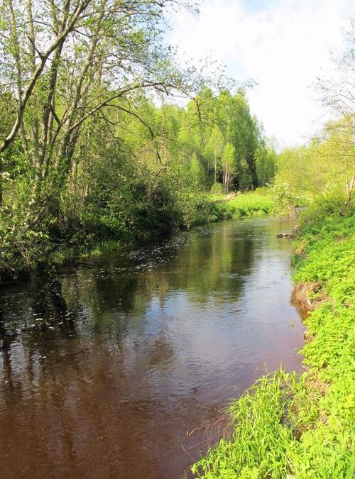 Maakond: Viljandimaa Veekogu nimi: Saarjõgi Pildistamise aeg: 19. mai 2012 Pildistaja: H. Timm Pildistamise koht: allpool Nõmmitsa suuet Asimuut: