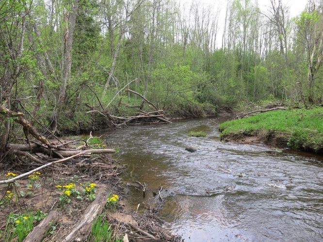 Maakond: Viljandimaa Veekogu nimi: Saarjõgi Pildistamise aeg: 13. mai 2013 Pildistaja: H. Timm Pildistamise koht: allpool Nõmmitsa suuet Asimuut: