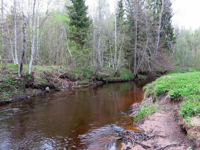 Maakond: Viljandimaa Veekogu nimi: Saarjõgi Pildistamise aeg: 13. mai 2013 Pildistaja: H. Timm Pildistamise koht: allpool Nõmmitsa suuet Asimuut: