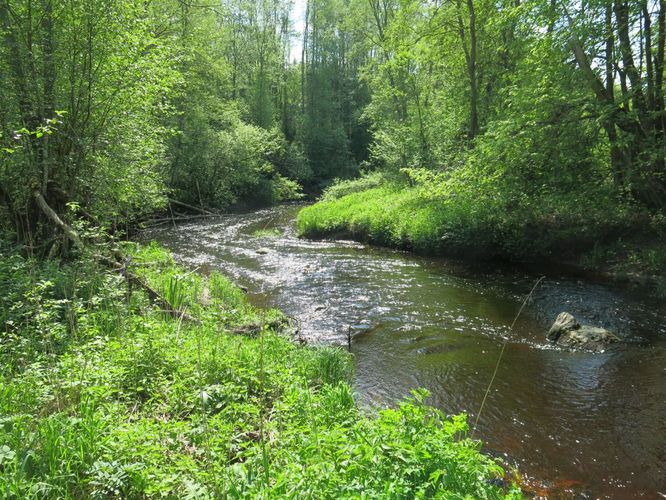 Maakond: Viljandimaa Veekogu nimi: Saarjõgi Pildistamise aeg: 24. mai 2014 Pildistaja: H. Timm Pildistamise koht: allpool Nõmmitsa suuet Asimuut: