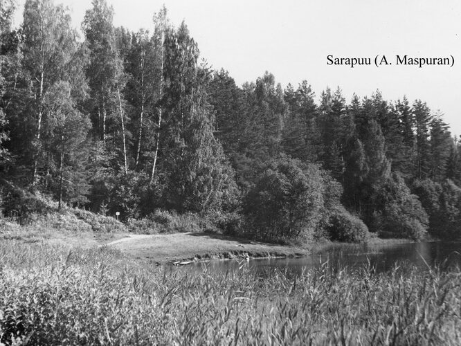 Maakond: Võrumaa Veekogu nimi: Sarapuu järv Pildistamise aeg: teadmata Pildistaja: A. Maspuran Pildistamise koht: teadmata Asimuut: