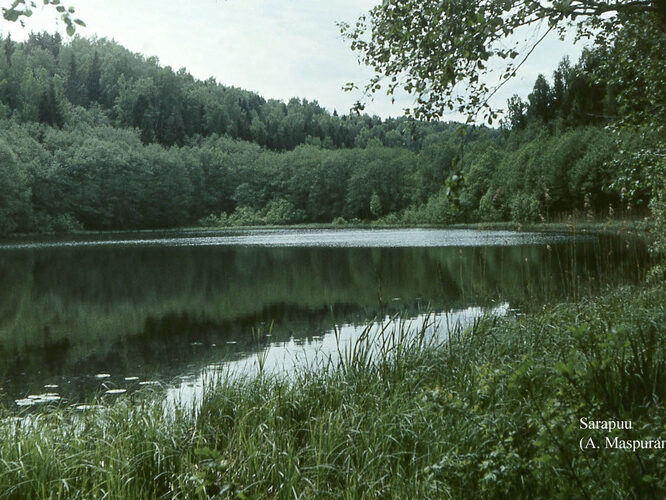 Maakond: Võrumaa Veekogu nimi: Sarapuu järv Pildistamise aeg: teadmata Pildistaja: A. Maspuran Pildistamise koht: teadmata Asimuut: