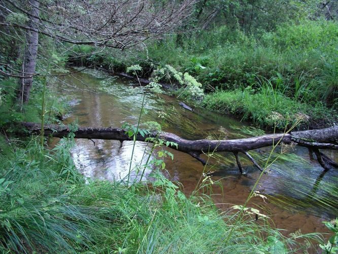 Maakond: Valgamaa Veekogu nimi: Sauniku oja Pildistamise aeg: 28. august 2004 Pildistaja: H. Timm Pildistamise koht: teadmata Asimuut: