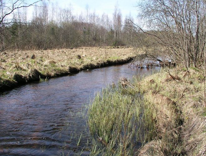 Maakond: Viljandimaa Veekogu nimi: Sinialliku oja Pildistamise aeg: 24. aprill 2008 Pildistaja: H. Timm Pildistamise koht: teadmata Asimuut: