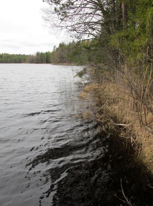 Maakond: Võrumaa Veekogu nimi: Sõdaalune järv Pildistamise aeg: 3. mai 2012 Pildistaja: H. Timm Pildistamise koht: teadmata Asimuut: