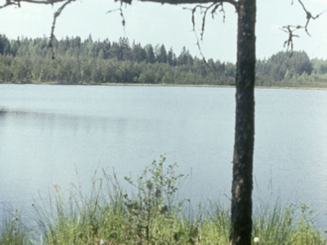 Maakond: Võrumaa Veekogu nimi: Sõdaalune järv Pildistamise aeg: teadmata Pildistaja: A. Maspuran Pildistamise koht: teadmata Asimuut: