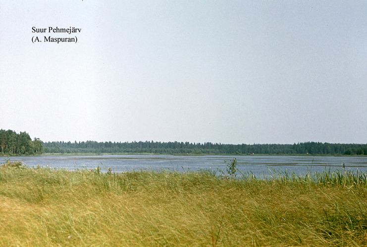 Maakond: Võrumaa Veekogu nimi: Suur Pehmejärv Pildistamise aeg: teadmata Pildistaja: A. Maspuran Pildistamise koht: SW kaldalt Asimuut: NE