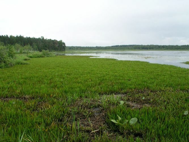 Maakond: Võrumaa Veekogu nimi: Suur Pehmejärv Pildistamise aeg: 4. august 2006 Pildistaja: H. Timm Pildistamise koht: teadmata Asimuut: