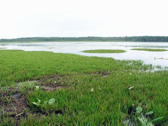 Maakond: Võrumaa Veekogu nimi: Suur Pehmejärv Pildistamise aeg: 4. august 2006 Pildistaja: H. Timm Pildistamise koht: teadmata Asimuut: