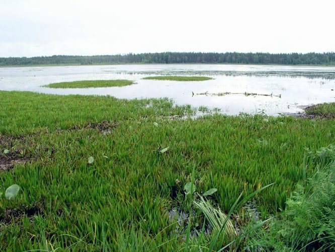 Maakond: Võrumaa Veekogu nimi: Suur Pehmejärv Pildistamise aeg: 4. august 2006 Pildistaja: H. Timm Pildistamise koht: teadmata Asimuut: