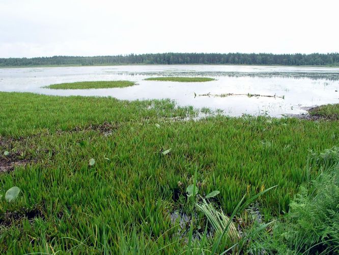 Maakond: Võrumaa Veekogu nimi: Suur Pehmejärv Pildistamise aeg: 4. august 2006 Pildistaja: H. Timm Pildistamise koht: teadmata Asimuut: