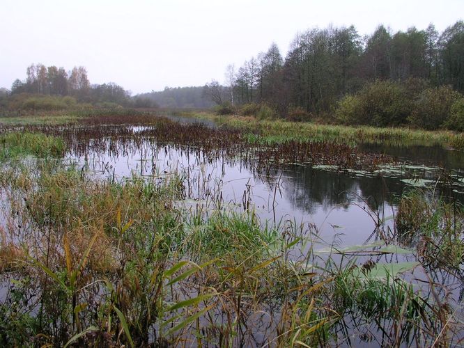 Maakond: Viljandimaa Veekogu nimi: Tänassilma jõgi Pildistamise aeg: 16. oktoober 2007 Pildistaja: H. Timm Pildistamise koht: Tänassilma Asimuut: