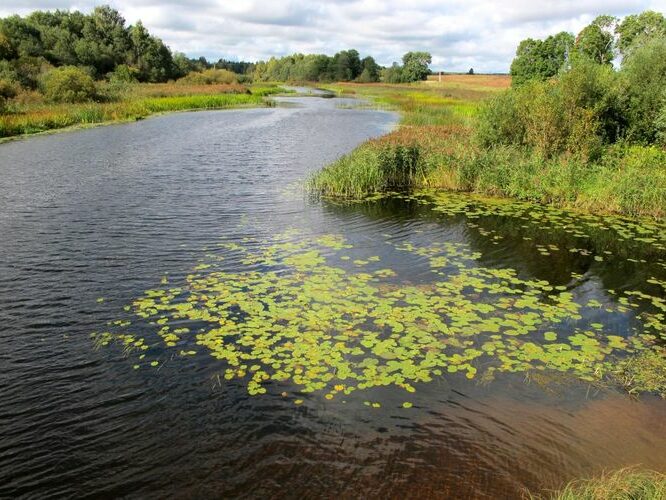 Maakond: Viljandimaa Veekogu nimi: Tänassilma jõgi Pildistamise aeg: 11. september 2011 Pildistaja: H. Timm Pildistamise koht: Kalmetu Asimuut: