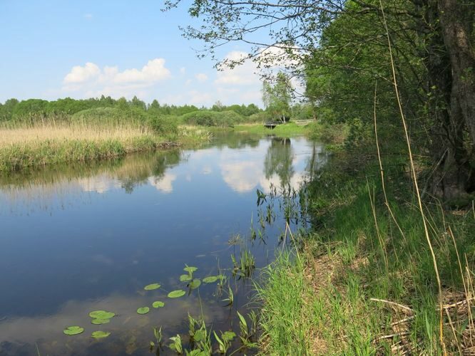 Maakond: Viljandimaa Veekogu nimi: Tänassilma jõgi Pildistamise aeg: 24. mai 2014 Pildistaja: H. Timm Pildistamise koht: Oiu Asimuut: