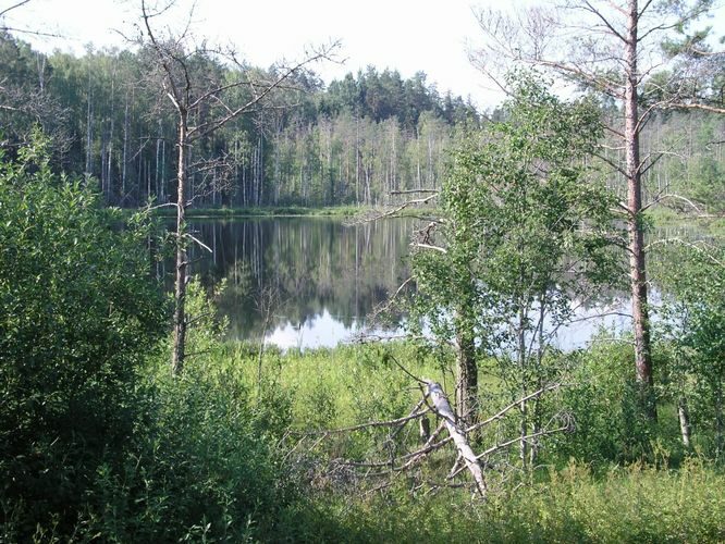 Maakond: Valgamaa Veekogu nimi: Tarupedaja järv Pildistamise aeg: 4. august 2006 Pildistaja: H. Timm Pildistamise koht: teadmata Asimuut: