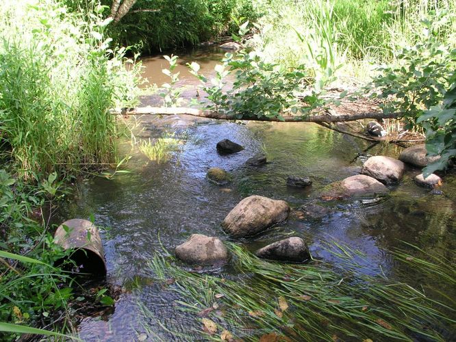 Maakond: Viljandimaa Veekogu nimi: Tarvastu jõgi Pildistamise aeg: 20. mai 2007 Pildistaja: H. Timm Pildistamise koht: Ämmuste Asimuut: