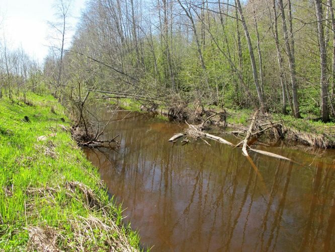 Maakond: Viljandimaa Veekogu nimi: Tarvastu jõgi Pildistamise aeg: 2. mai 2012 Pildistaja: H. Timm Pildistamise koht: polder Asimuut: