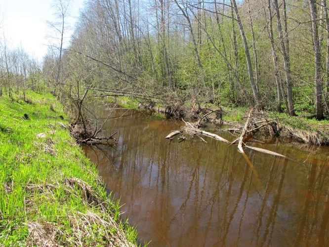 Maakond: Viljandimaa Veekogu nimi: Tarvastu jõgi Pildistamise aeg: 2. mai 2012 Pildistaja: H. Timm Pildistamise koht: polder Asimuut: