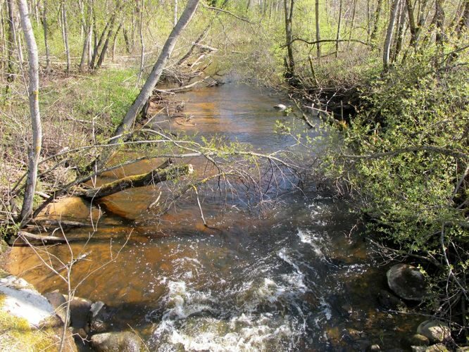 Maakond: Viljandimaa Veekogu nimi: Tarvastu jõgi Pildistamise aeg: 2. mai 2012 Pildistaja: H. Timm Pildistamise koht: Roti Asimuut: